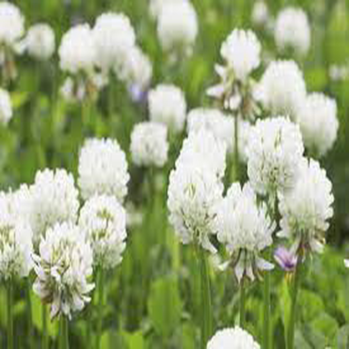Organic White Trifolium Repens Plant Seeds for Planting Heirloom, Non-GMO