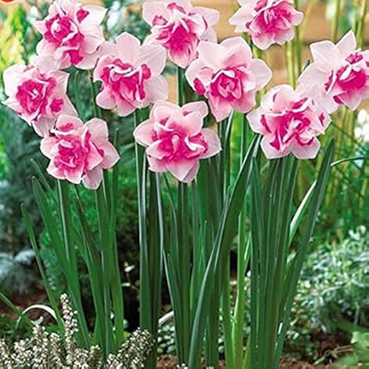 Pink Daffodils Flower Seeds for Planting Heirloom, Non-GMO, Vibrant Blooms