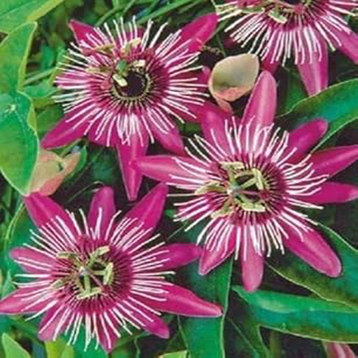 Pink White Passion Flower Seeds for Planting Organic, Heirloom, Non-GMO Seeds