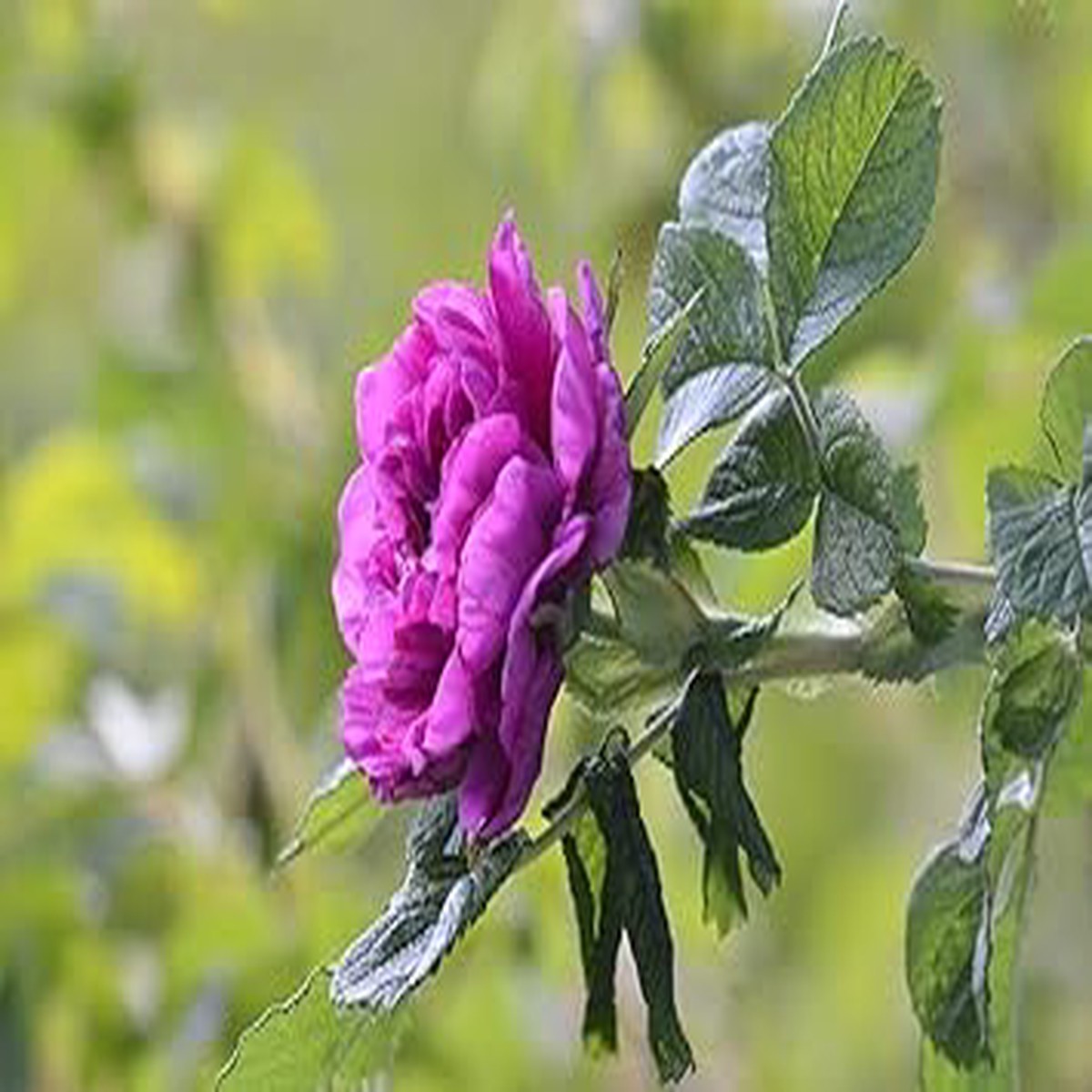 Purple Camellia Seeds for Planting Organic, Heirloom, Non-GMO Flower Seeds