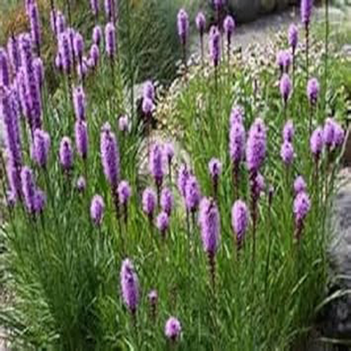 Purple Liatris Spicata Plant Seeds for Planting NON GMO Seeds