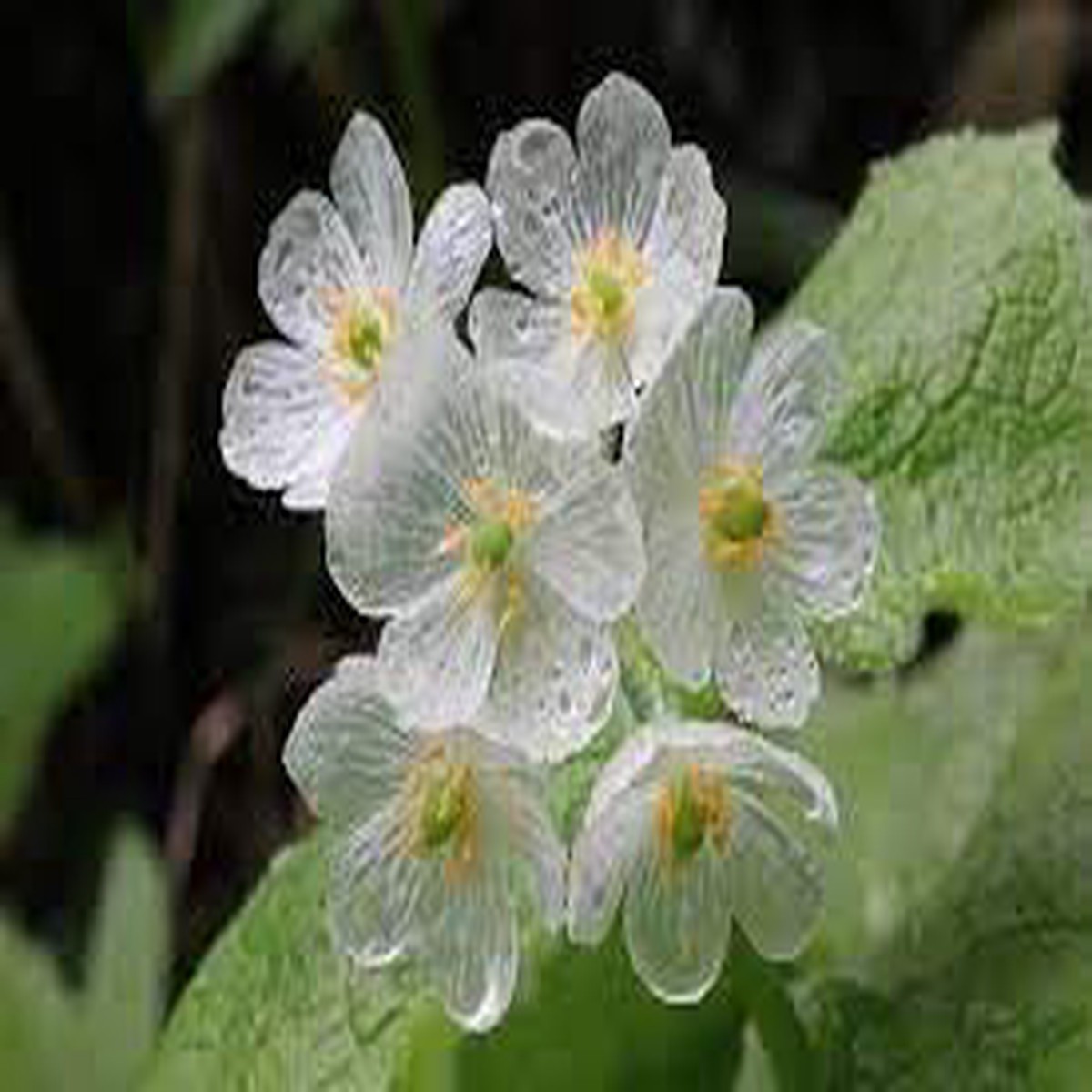 Skeleton Flower Seeds for Planting Non-GMO Heirloom Organic Garden Seeds, High Germination