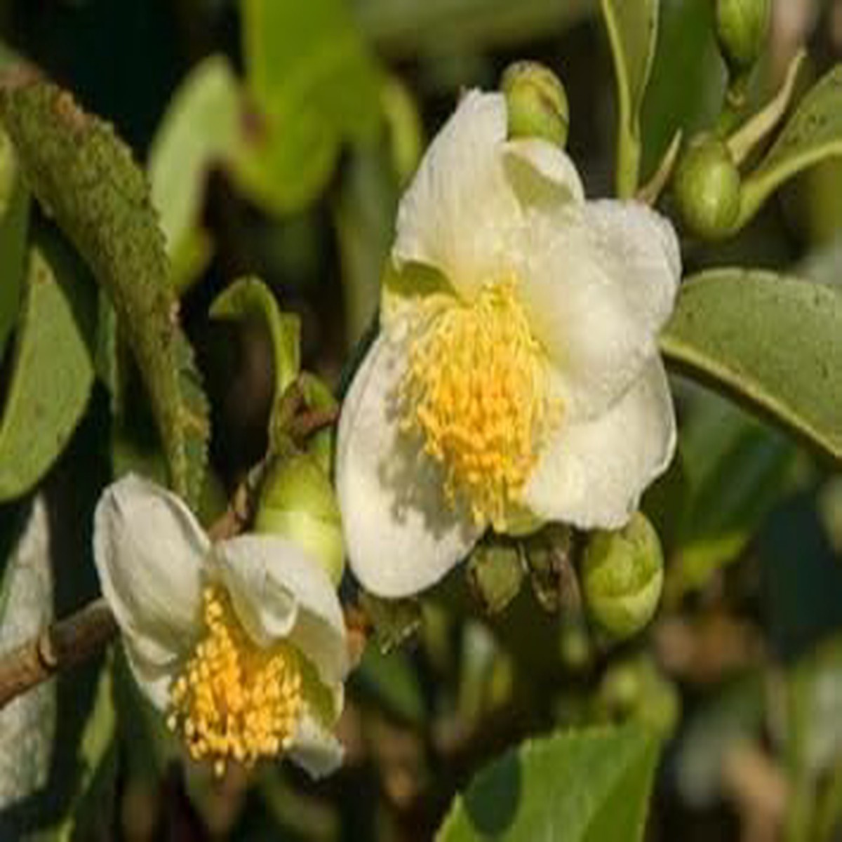 White Camellia Sinensis Plant Seeds Non-GMO, Ideal for Garden Planting