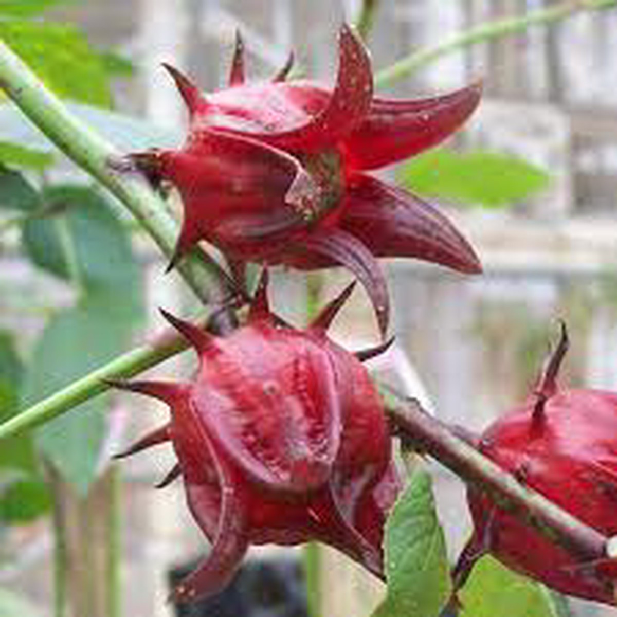 Australian Rosella Hibiscus Flower Seeds for Planting - Hibiscus Sabdariffa Var. Sabdariffa