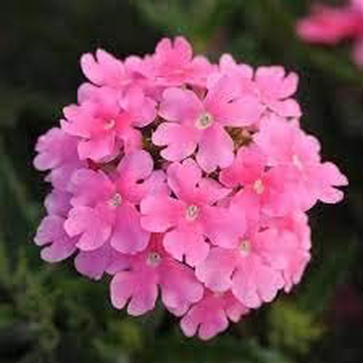 Baby Pink Verbena Flower Seeds for Planting Heirloom, Non-GMO, Organic