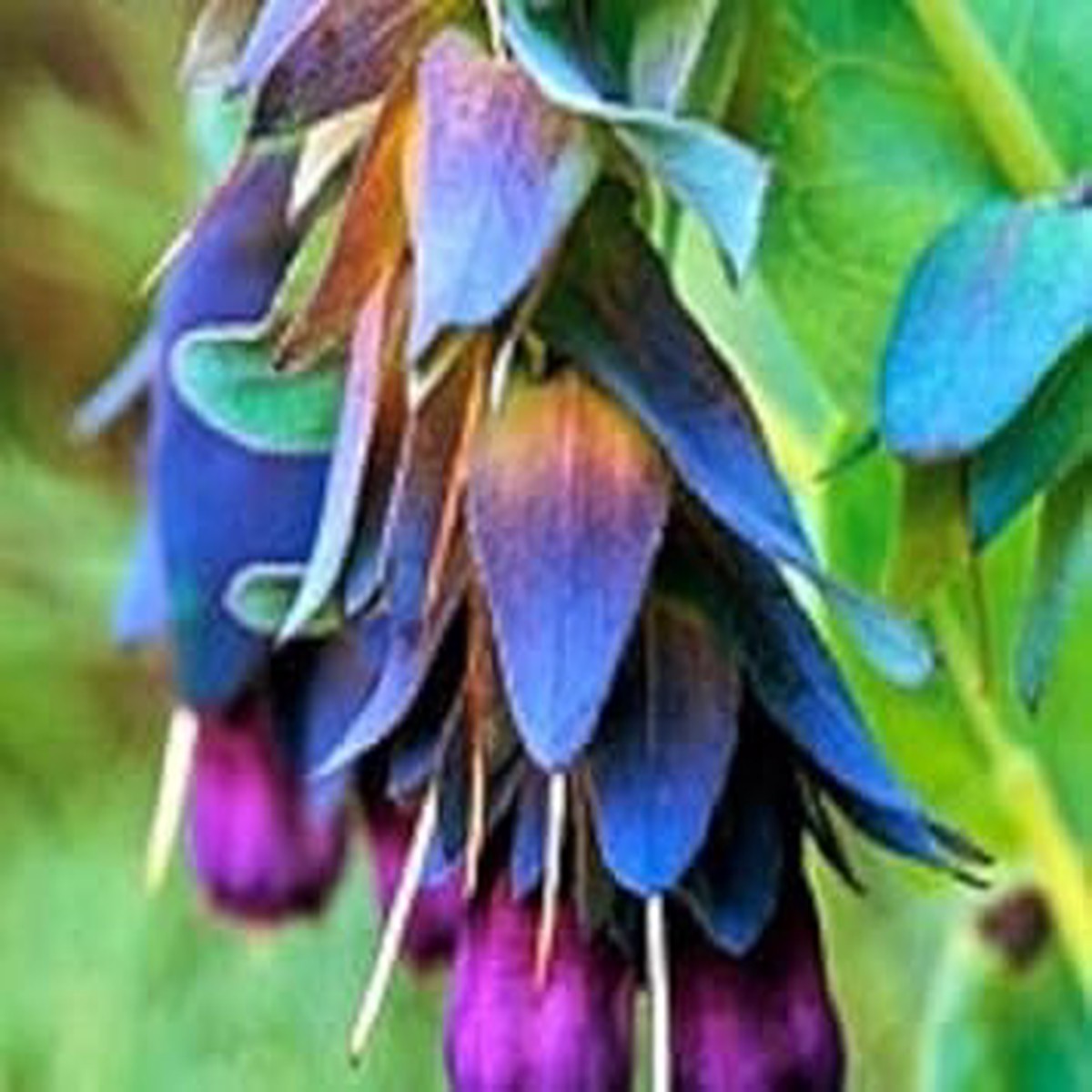 Blue Gibraltar Seeds for Planting Organic, Heirloom, Non-GMO Flower Seeds