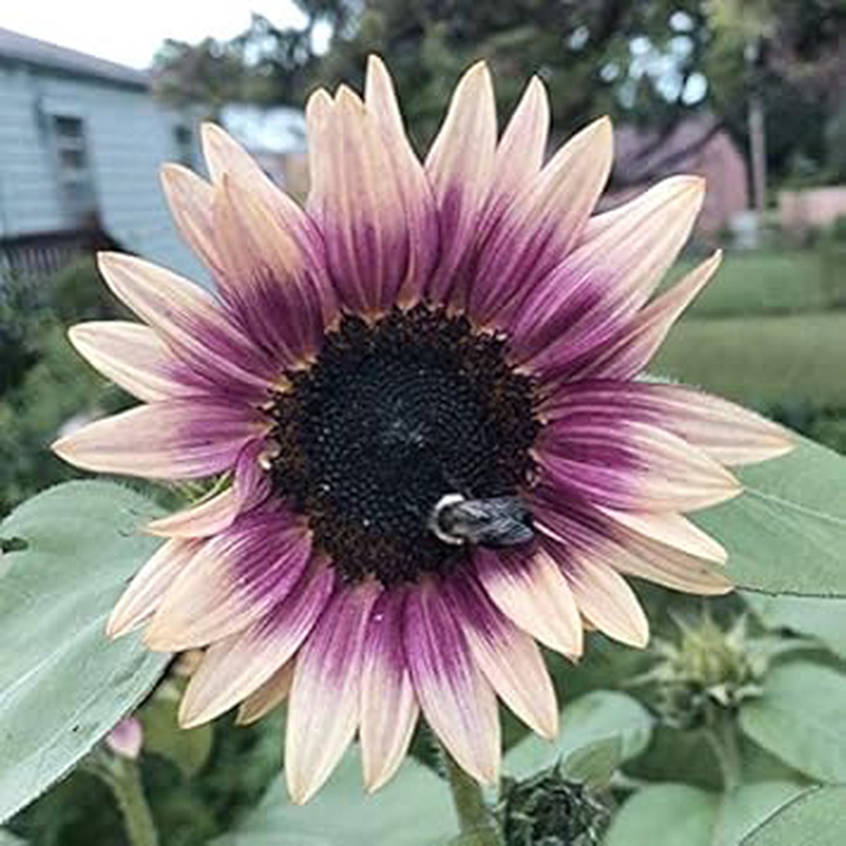 Cream Violet Sunflower Seeds for Planting Unique Bicolor Blooms | Garden-Ready Non-GMO Seeds