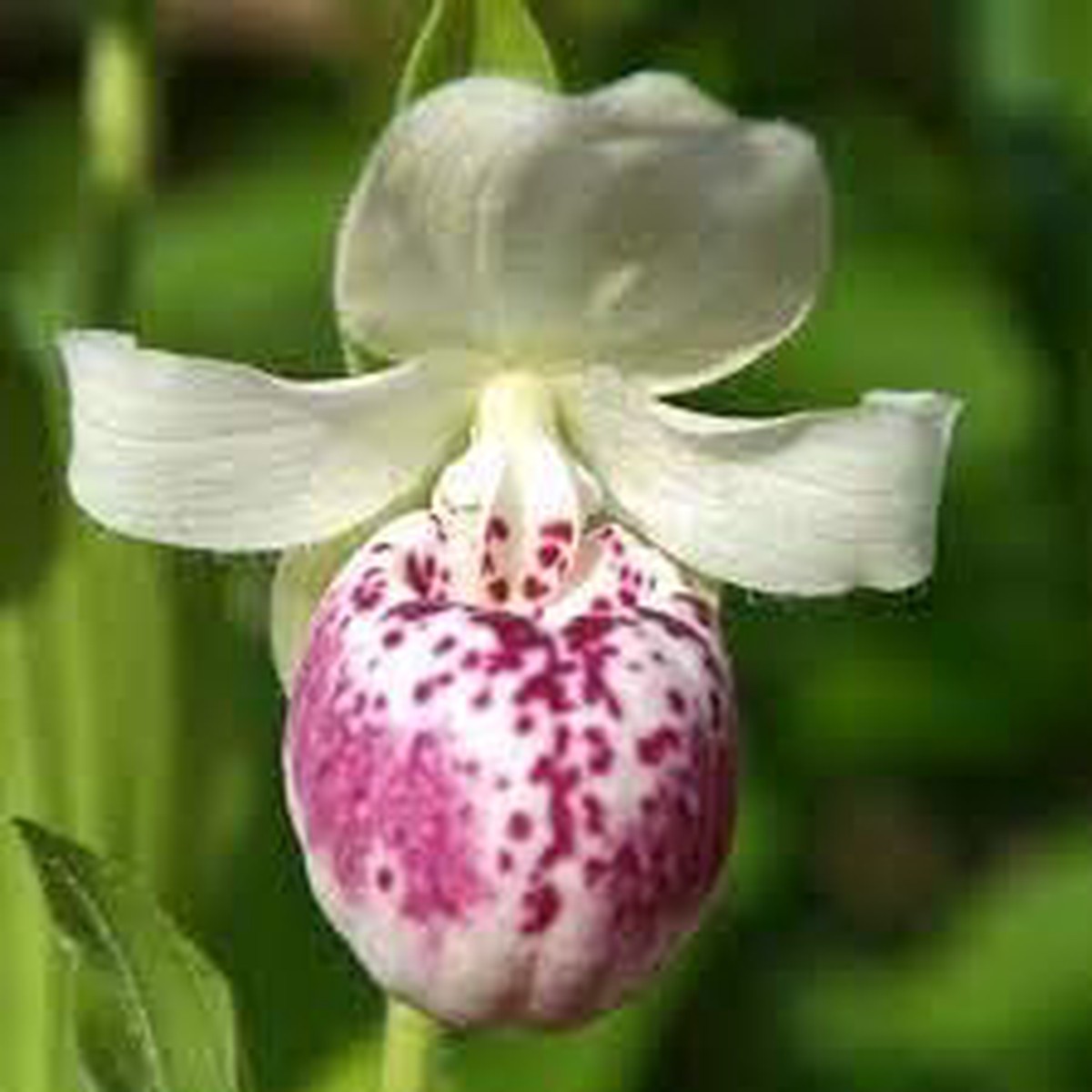 Cypripedium Seeds for Planting Organic, Heirloom, Non-GMO Flower Seeds