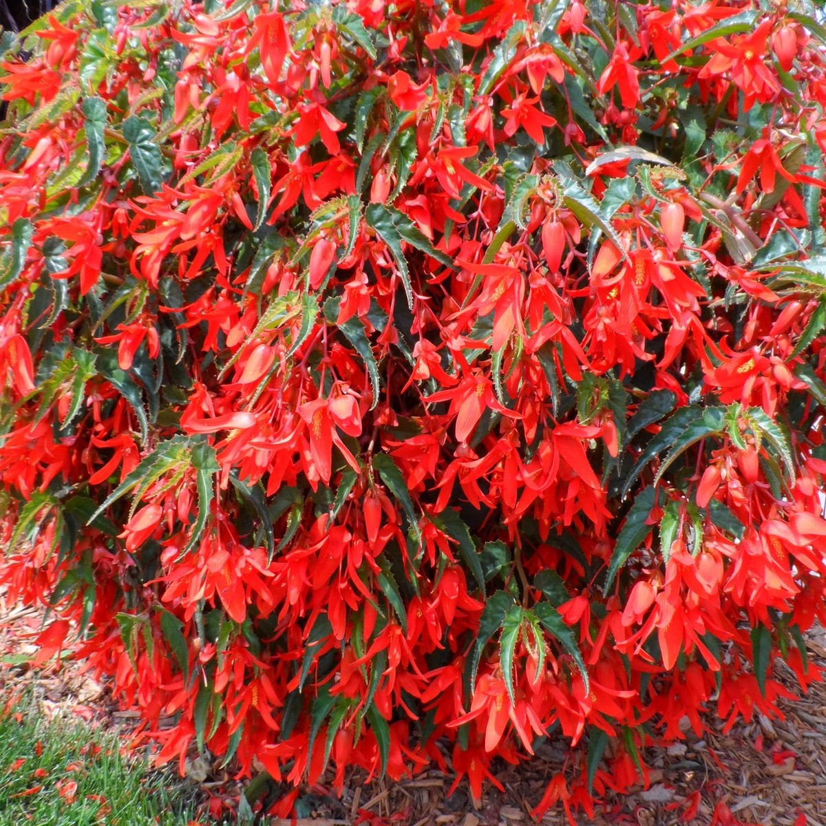 Heirloom Non-GMO Trailing Begonia Flower Seeds for Planting Cascading Shade-Loving Blooms