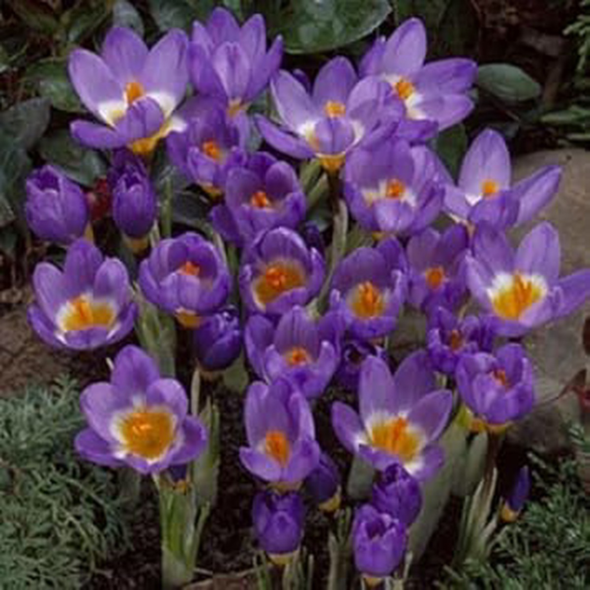 Heirloom Non-GMO Violet Yellow Crocus Flower Seeds for Garden Planting Bicolor Spring Blooms