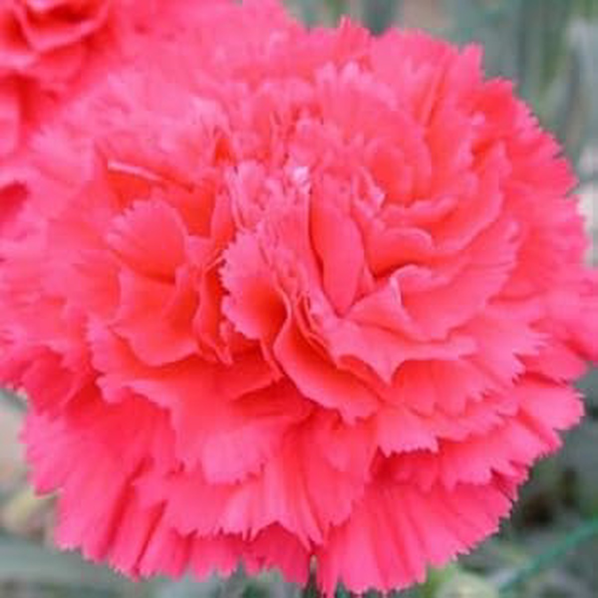 Light Pink Carnation Flower Seeds Heirloom, Non-GMO Seeds for Elegant Garden Blossoms
