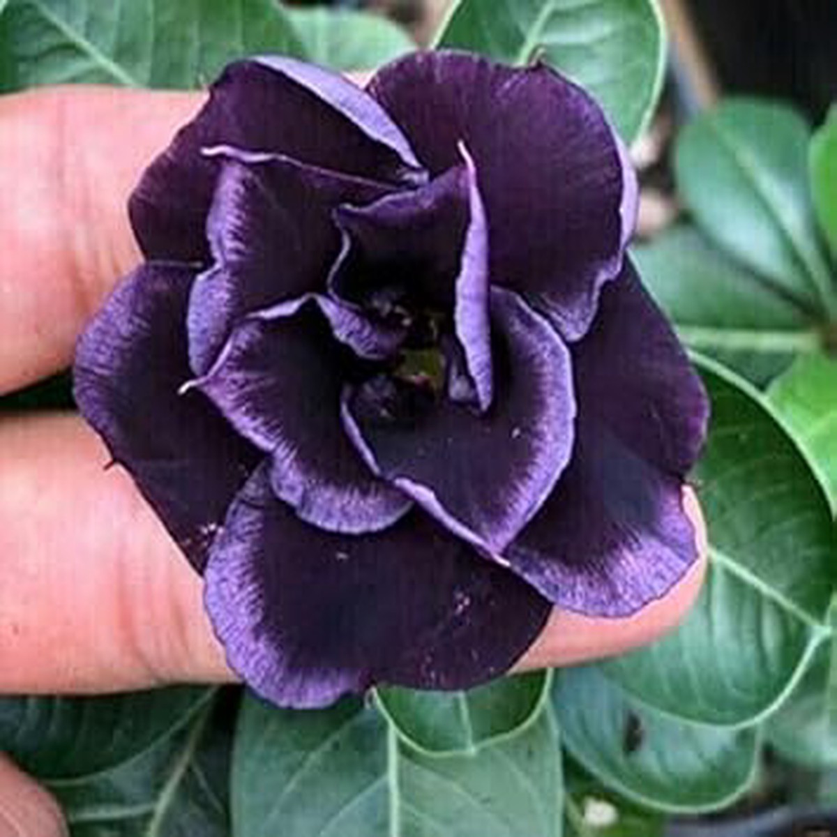 Organic Dark Purple Adenium Flower Seeds for Planting Heirloom, Non-GMO