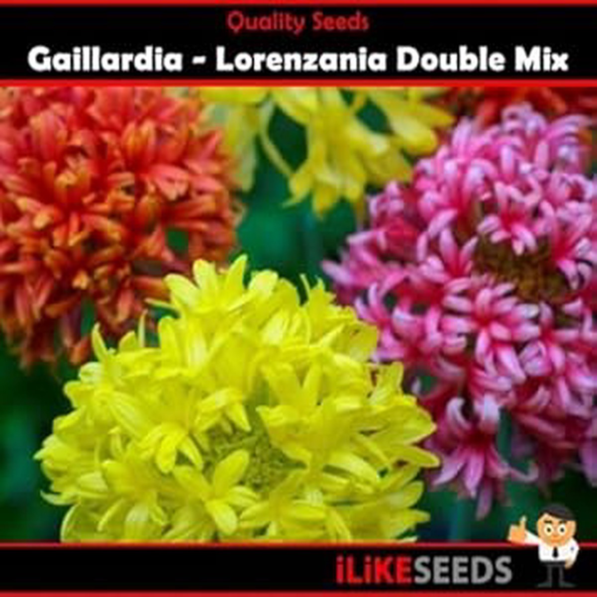 Organic Mixed Gaillardia Lorenziana Flower Seeds for Planting Heirloom, Non-GMO