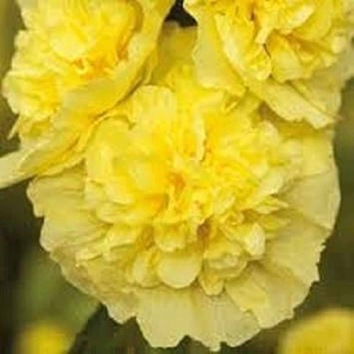 Organic Yellow Hollyhock Flower Seeds for Planting Heirloom, Non-GMO