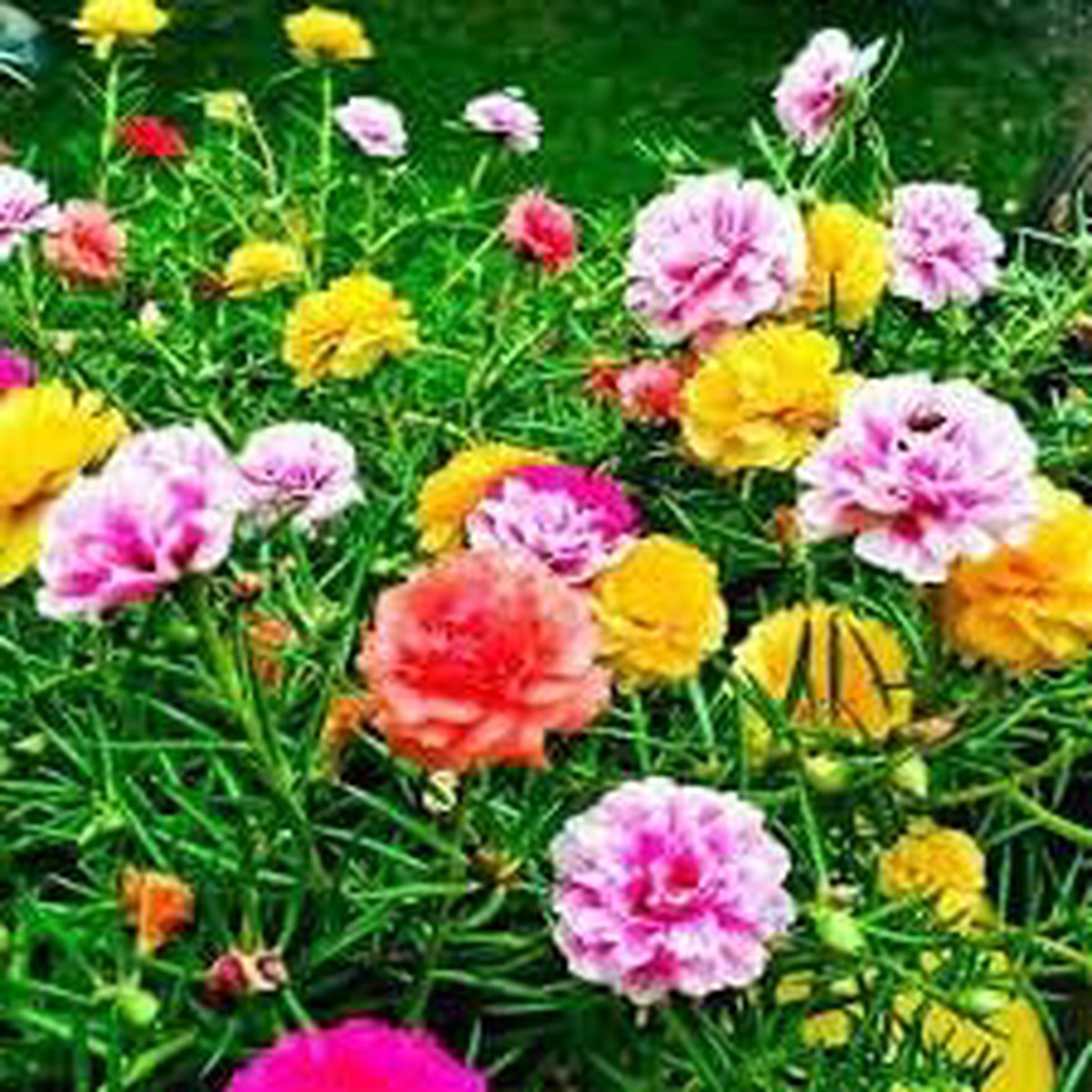 Portulaca Seeds for Planting Organic, Heirloom, Non-GMO Flower Seeds