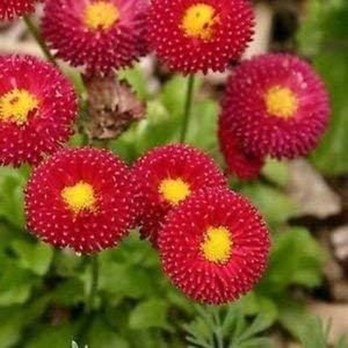 Red Perennis Seeds for Planting Organic, Heirloom, Non-GMO Flower Seeds