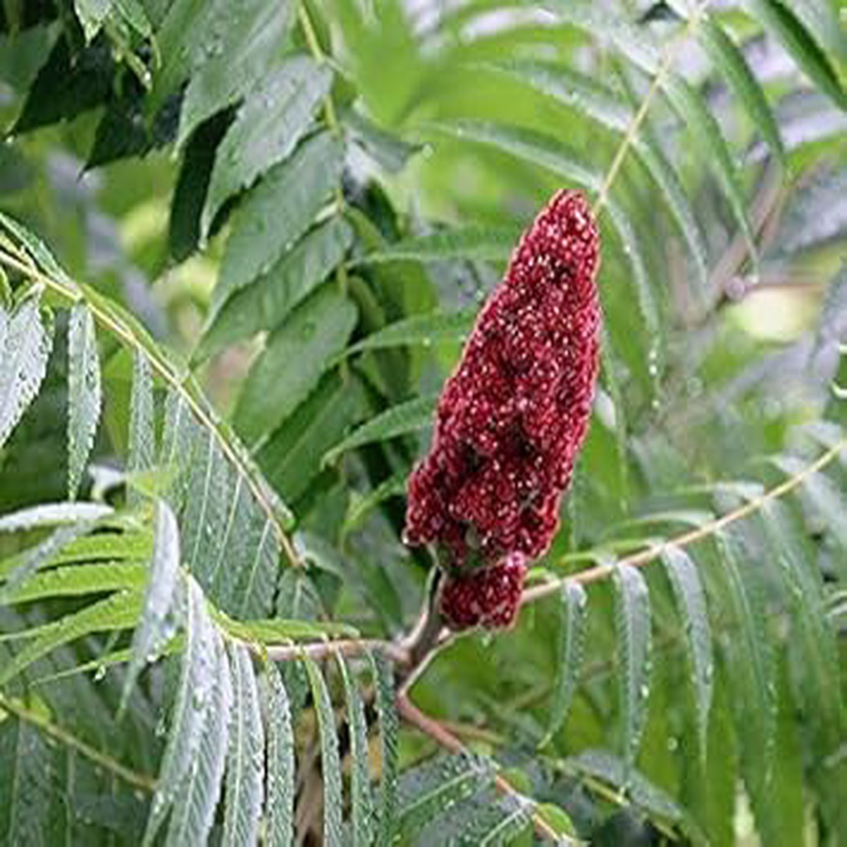 Red Typhina Seeds for Planting Organic, Heirloom, Non-GMO Flower Seeds