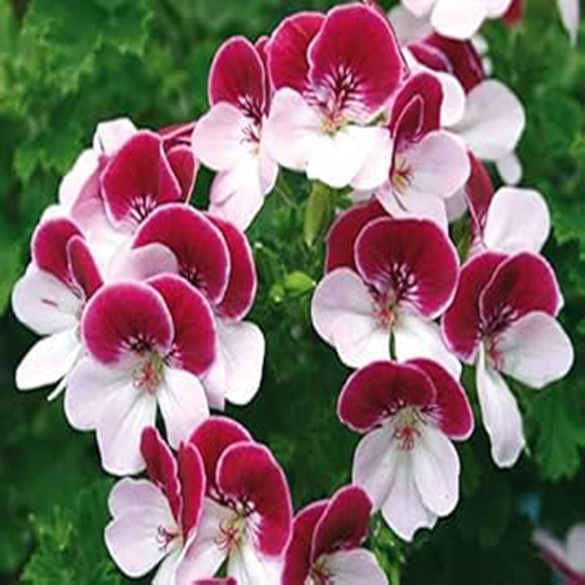 Red White Pelargonium Seeds for Planting Organic, Heirloom, Non-GMO Flower Seeds