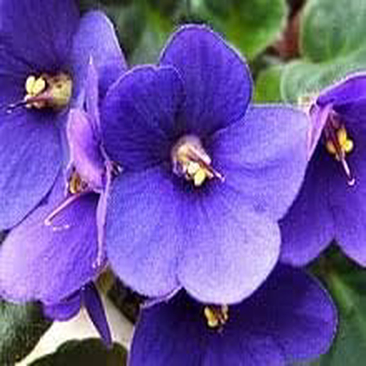 Saintpaulia Seeds for Planting Organic, Heirloom, Non-GMO Flower Seeds