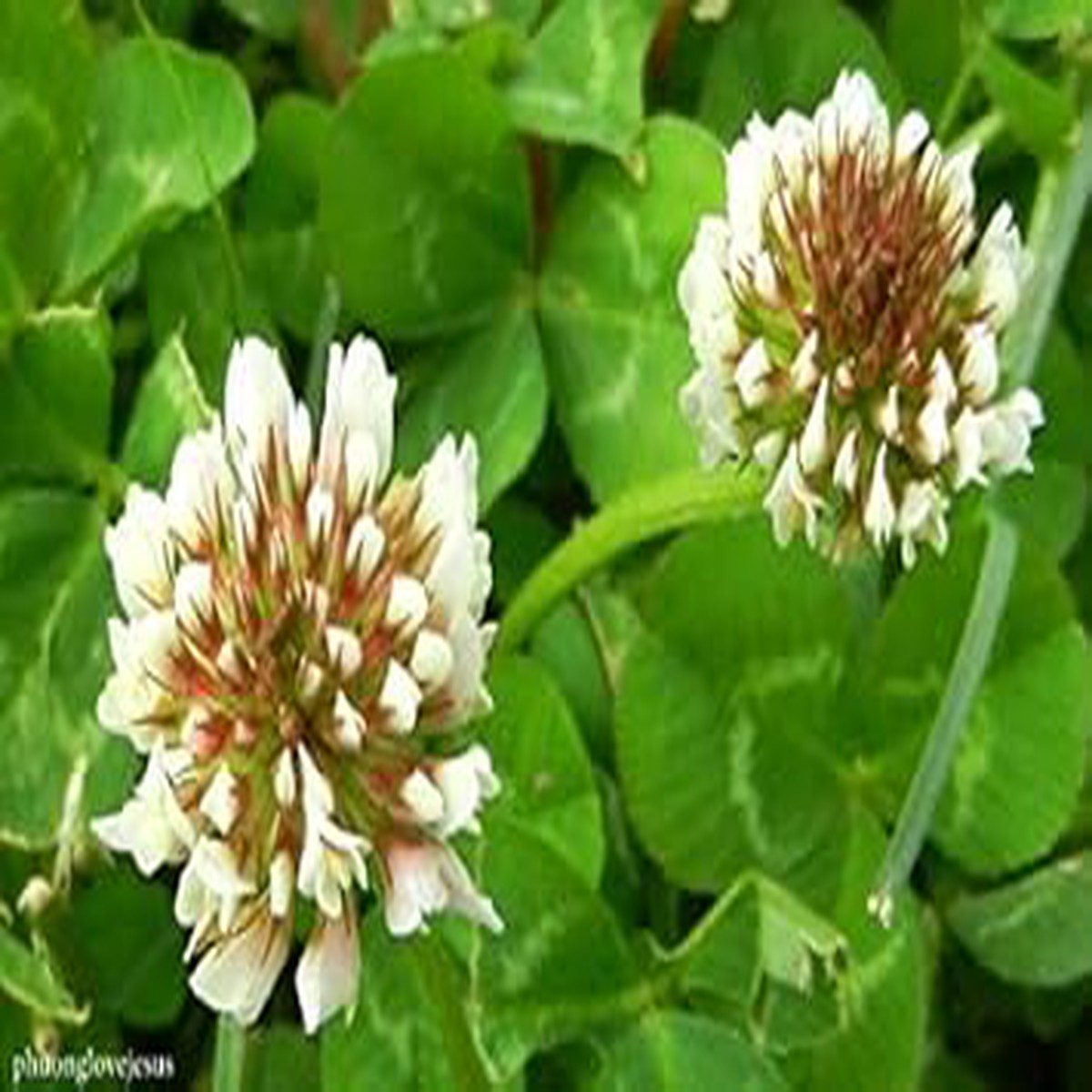 White Clover Herb Seeds Heirloom, Non-GMO Seeds for Lush Garden Ground Cover