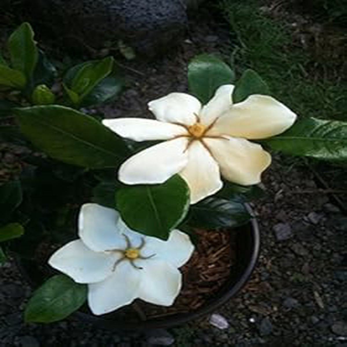 White Jasminoides Seeds for Planting Organic, Heirloom, Non-GMO Flower Seeds