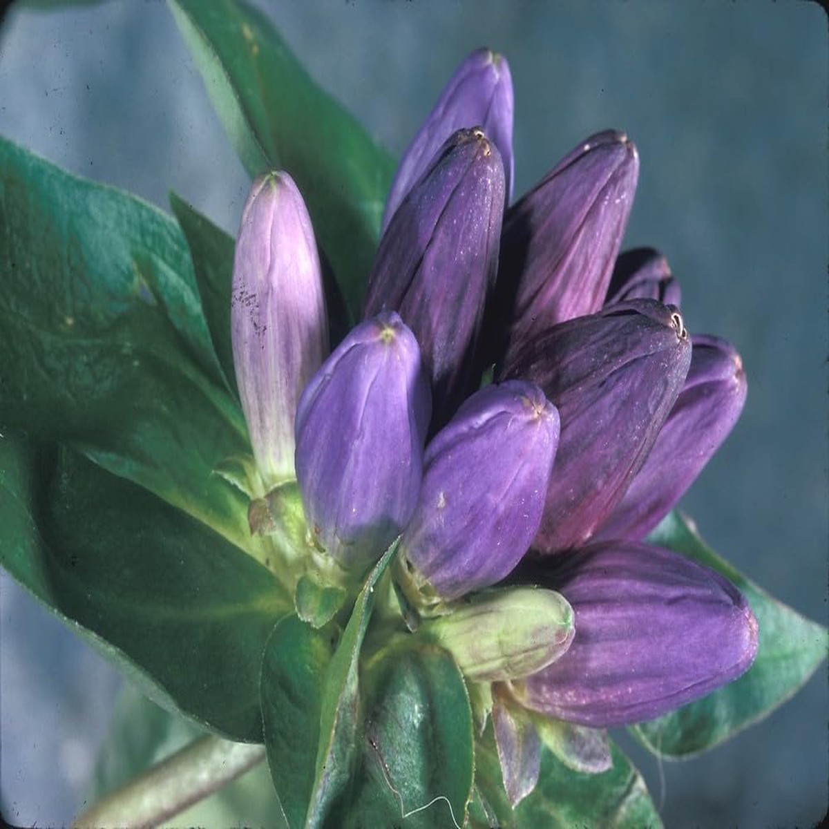 Gentiana Macrophylla Seeds for Planting Organic, Heirloom, Non-GMO Plant Seeds