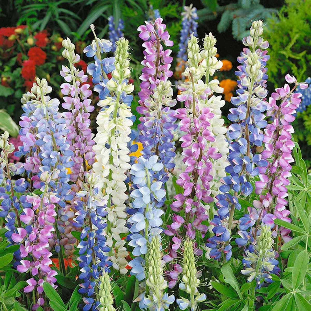 Hartwegii Mix Lupine Flower Seeds for Planting Vibrant Colors, Heirloom and Non-GMO Garden Seeds
