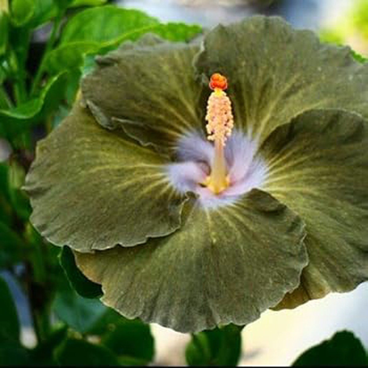 Heirloom Non-GMO Army Green Hibiscus Flower Seeds for Garden Planting Rare Bloom Variety