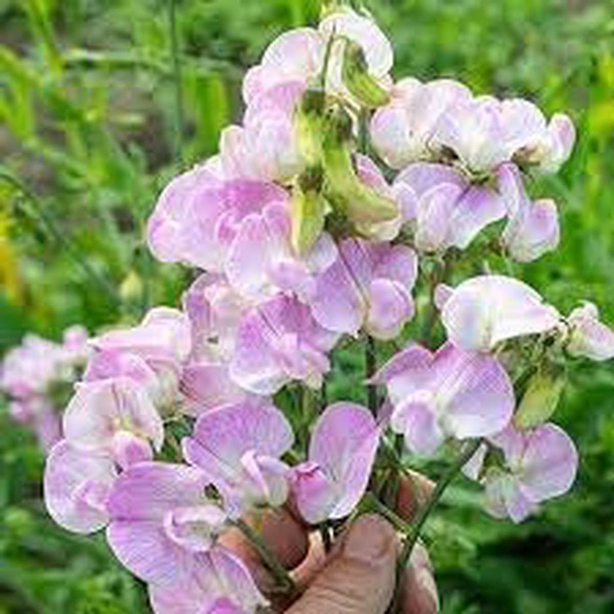 Lathyrus Latifolius Seeds for Planting Organic, Heirloom, Non-GMO Flower Seeds
