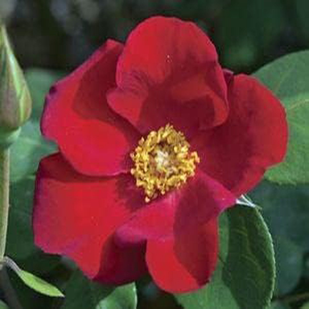 Maroon Climbing Rose Flower Seeds for Planting Heirloom, Non-GMO Garden Seeds