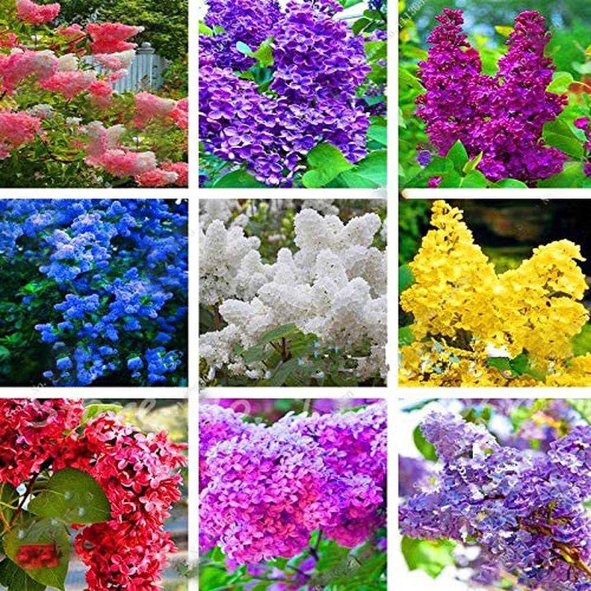 Mixed Lilac Seeds for Planting Heirloom, Non-GMO Flower Seeds for Vibrant Garden Blooms