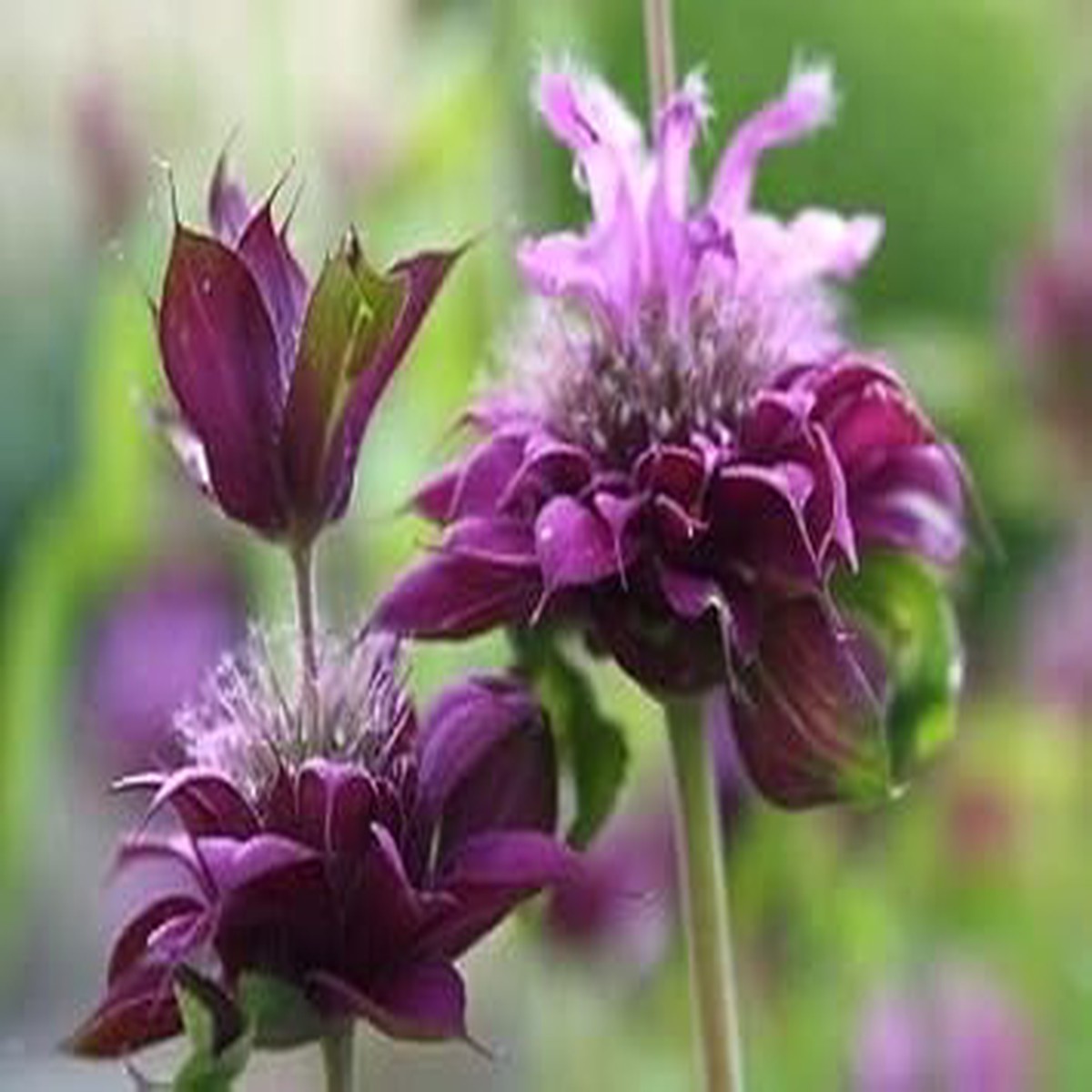 Monarda Hybrida Seeds for Planting Organic, Heirloom, Non-GMO Flower Seeds