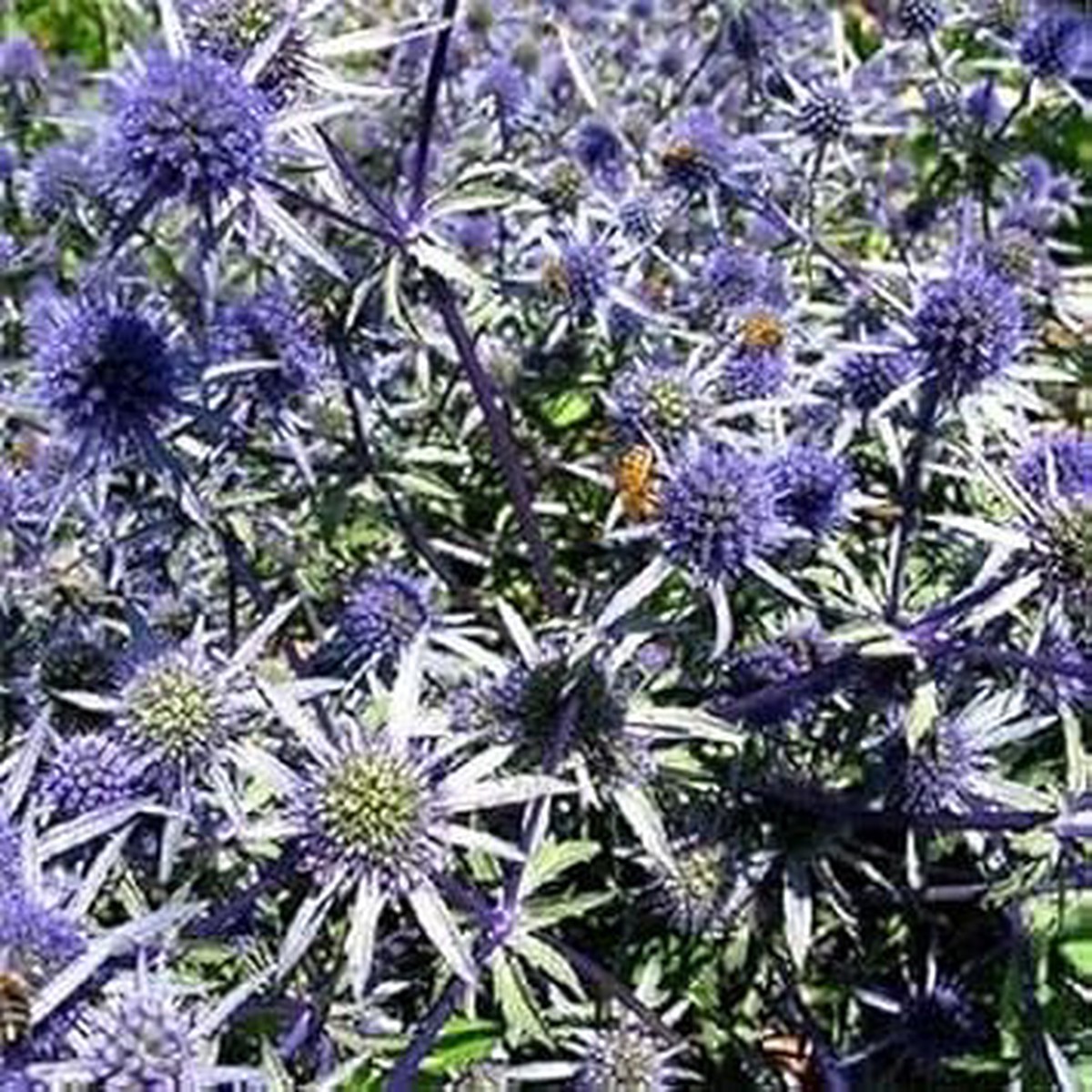 Organic Heirloom Non-GMO Blue Eryngium Alpinum Seeds for Planting Vibrant Blooms