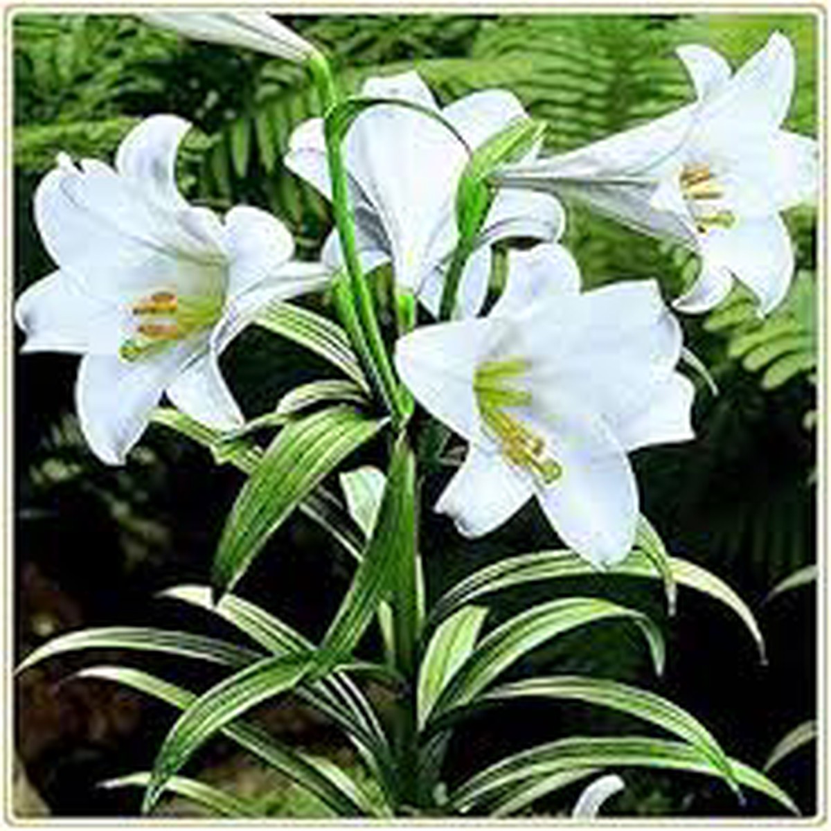 Organic Heirloom Non-GMO Lilium Regale Seeds for Planting Healthy Vibrant Blooms
