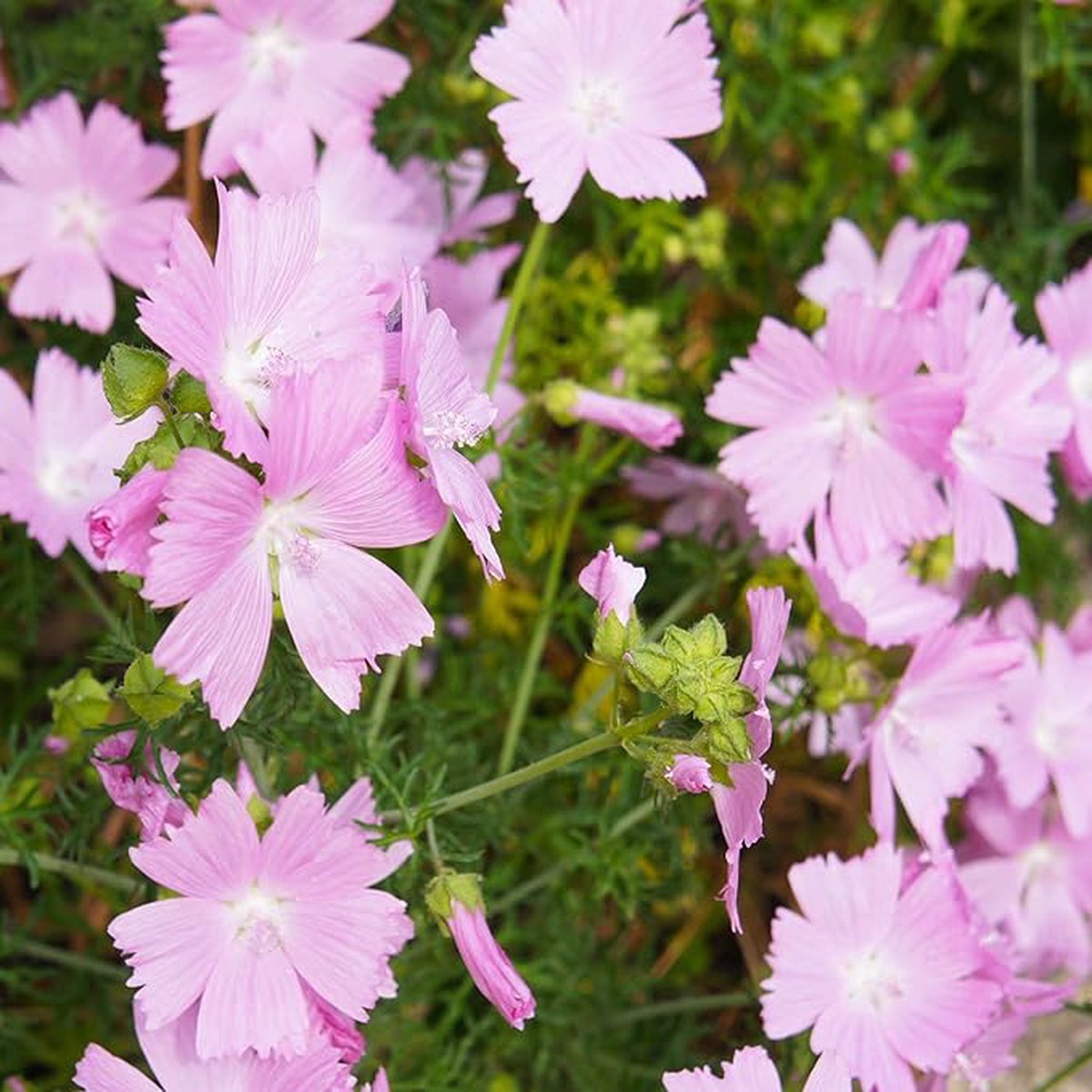 Organic Heirloom Non-GMO Pink Musk Mallow Seeds for Planting Vibrant Garden Blooms
