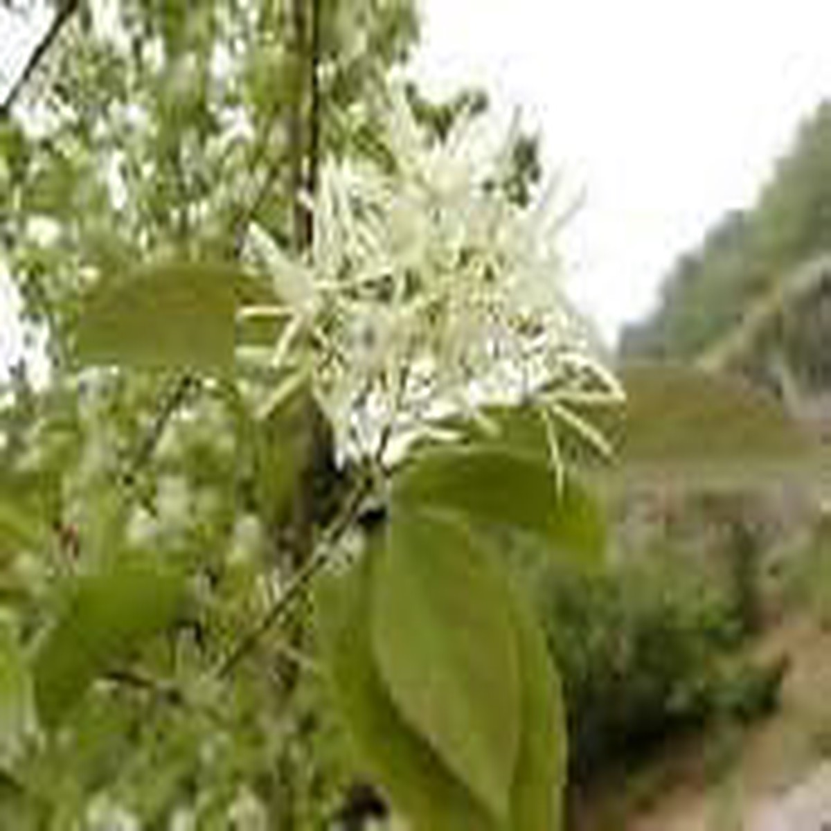 Organic Heirloom Non-GMO White Chionanthus Seeds for Planting Fragrant Tree Blooms