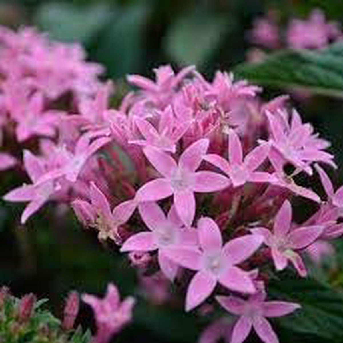 Penta Seeds for Planting Organic, Heirloom, Non-GMO Flower Seeds