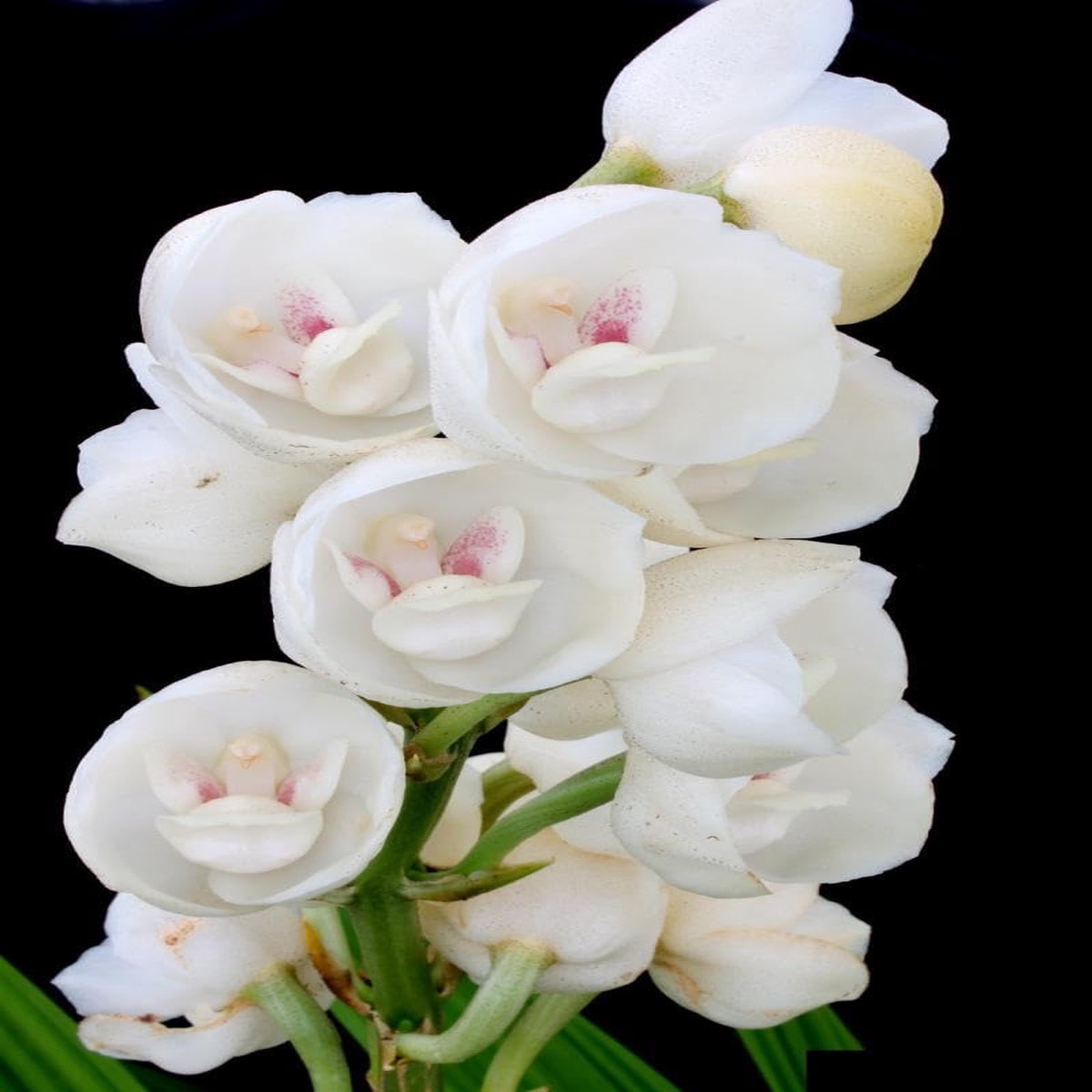 Peristeria Seeds for Planting Organic, Heirloom, Non-GMO Flower Seeds