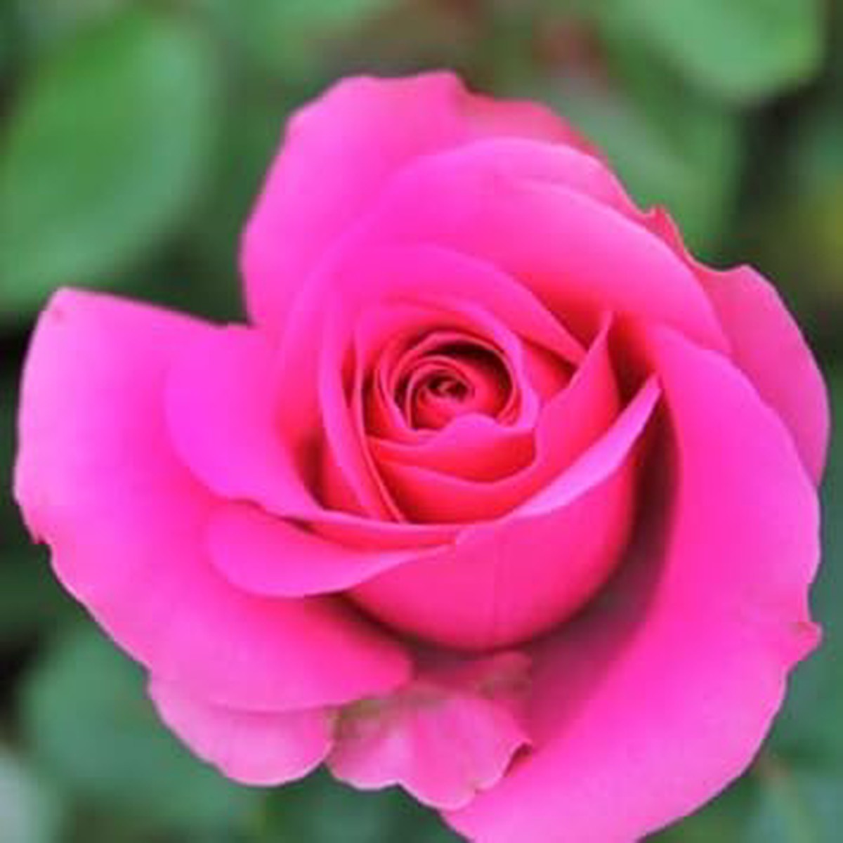 Pink Dragon Rose Plant Seeds for Planting Non-GMO Heirloom Garden Seeds Perfect for Home and Outdoor Gardening