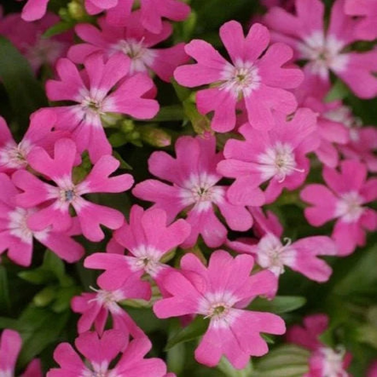 Silene Caroliniana Seeds Sticky Catchfly / Wild Pink, Hardy Perennial Flower Seeds for Garden & Wildflower Mix