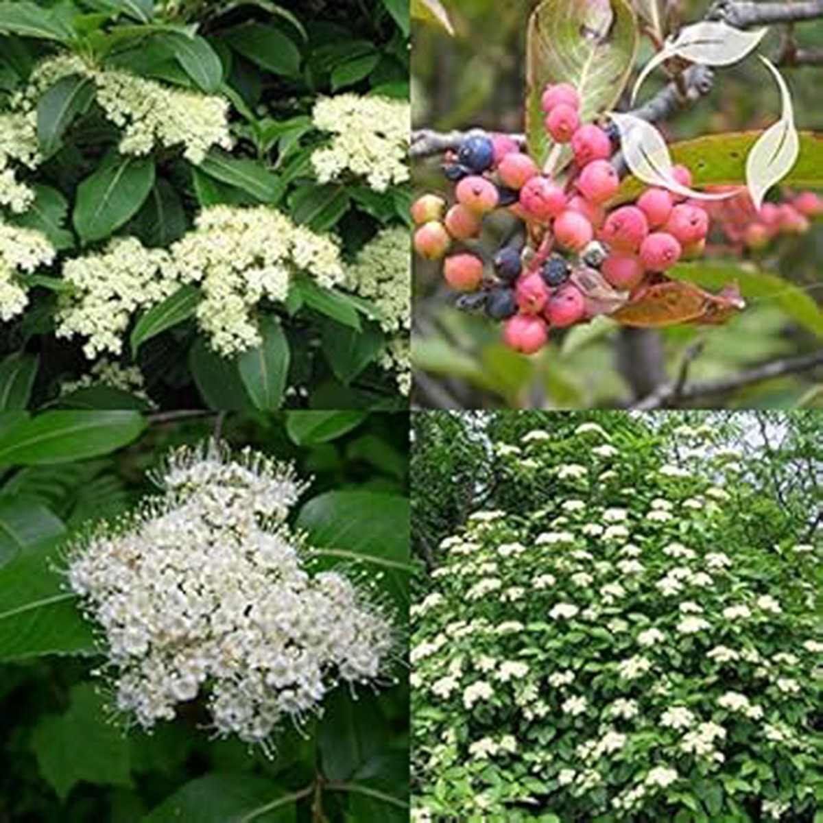 White Arrowwood Flower Seeds 100 pcs