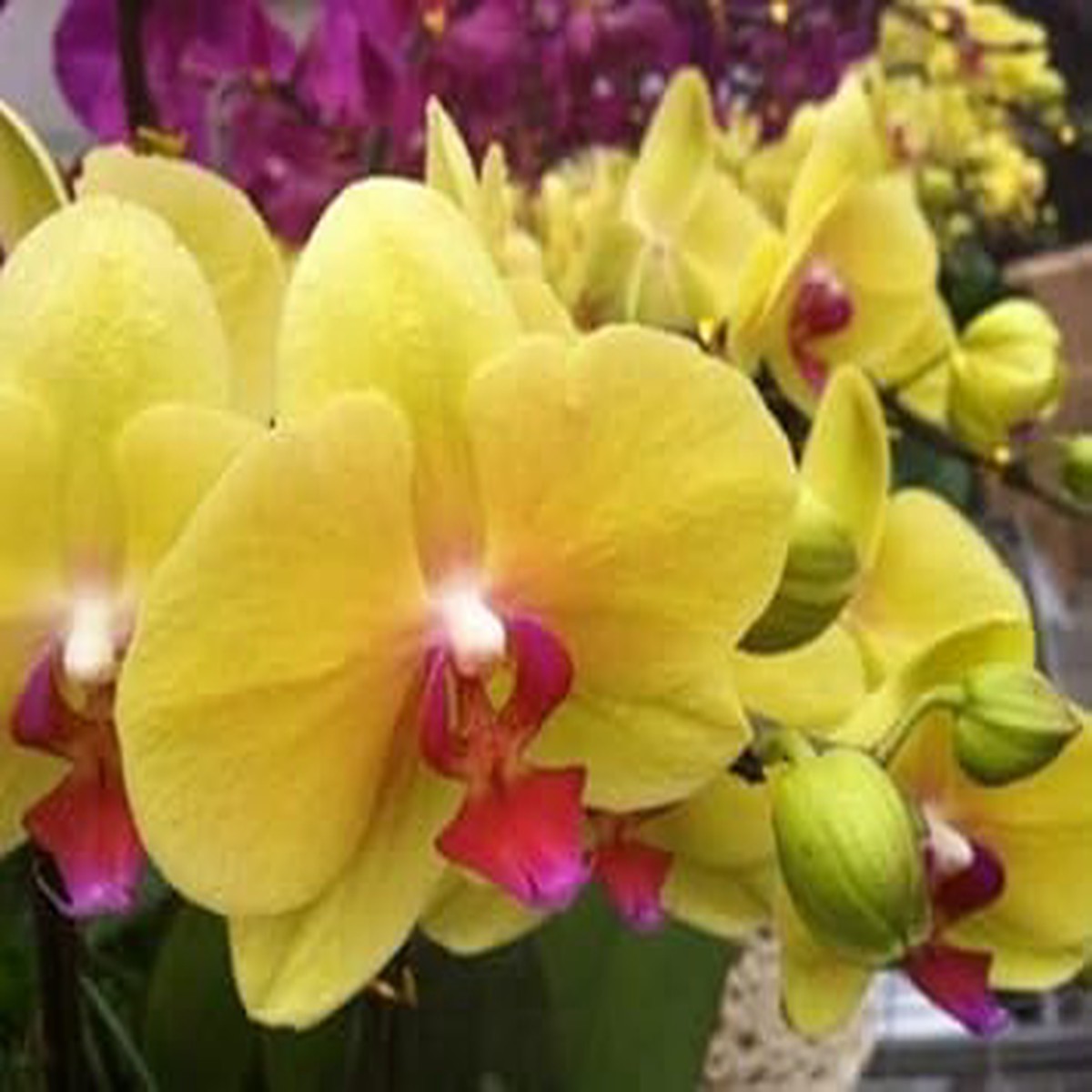 Yellow Butterfly Orchid Seeds for Planting Organic, Heirloom, Non-GMO Flower Seeds