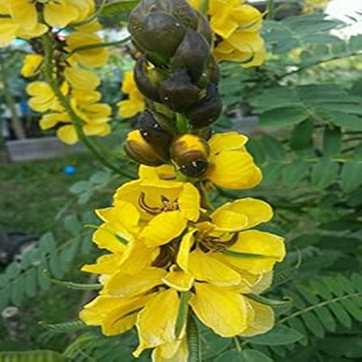 Yellow Didymobotrya Plant Seeds for Planting 100 pcs