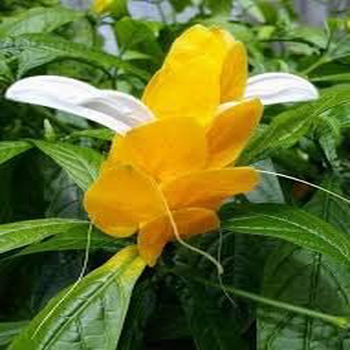 Yellow Pachystachys Lutea Seeds for Planting Organic, Heirloom, Non-GMO Flower Seeds