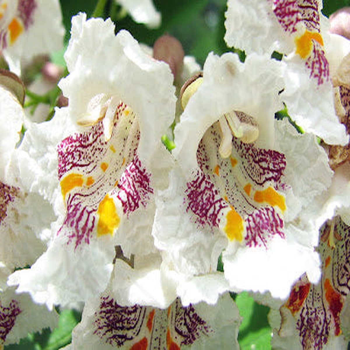 Catalpa Speciosa Seeds Northern Catalpa Tree Seeds for Planting, Fast-Growing Shade Tree