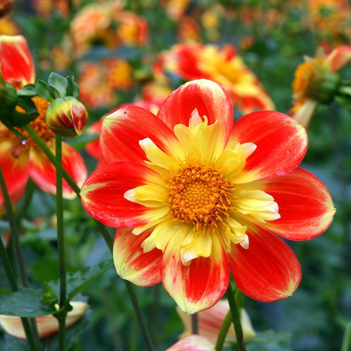 Dahlia Collarette Dandy Mix Flower Seeds for Planting Heirloom, Non-GMO Seeds for Vertical Gardens