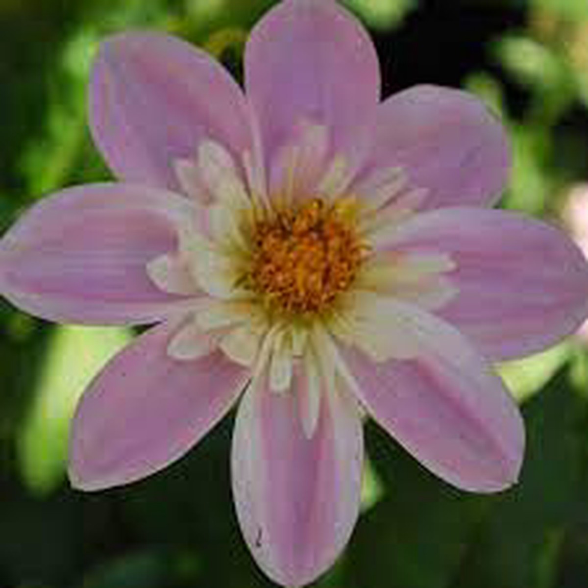 Dahlia 'Famoso' Flower Seeds for Planting Heirloom and Non-GMO Garden Seeds,Vibrant Blooms