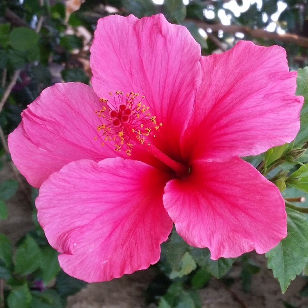 Heirloom Non-GMO Pink Hibiscus Rosa-Sinensis Flower Seeds for Planting Exotic Tropical Garden Blooms