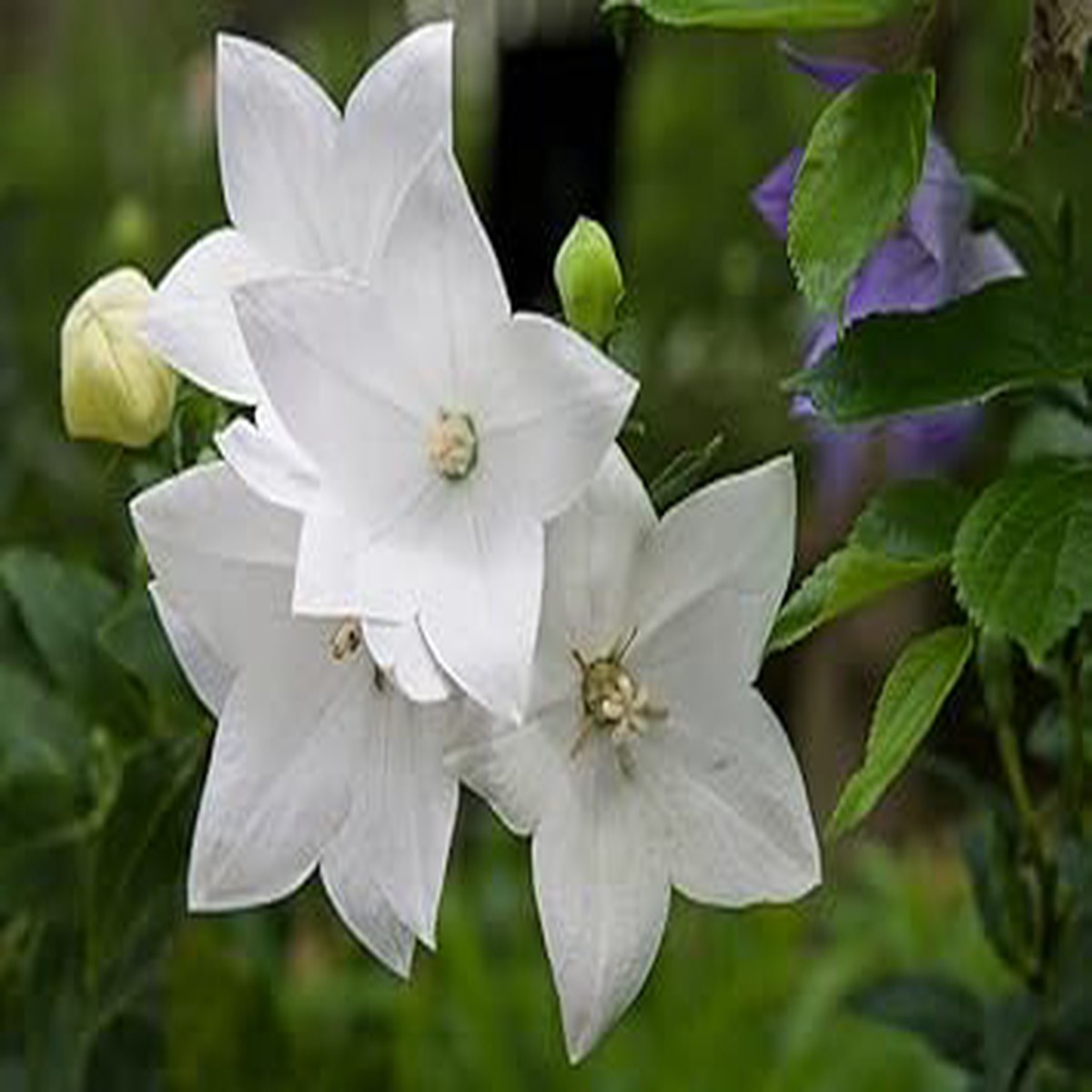 Heirloom Non-GMO White Balloon Flower Seeds Perennial Flower Seeds for Garden Planting