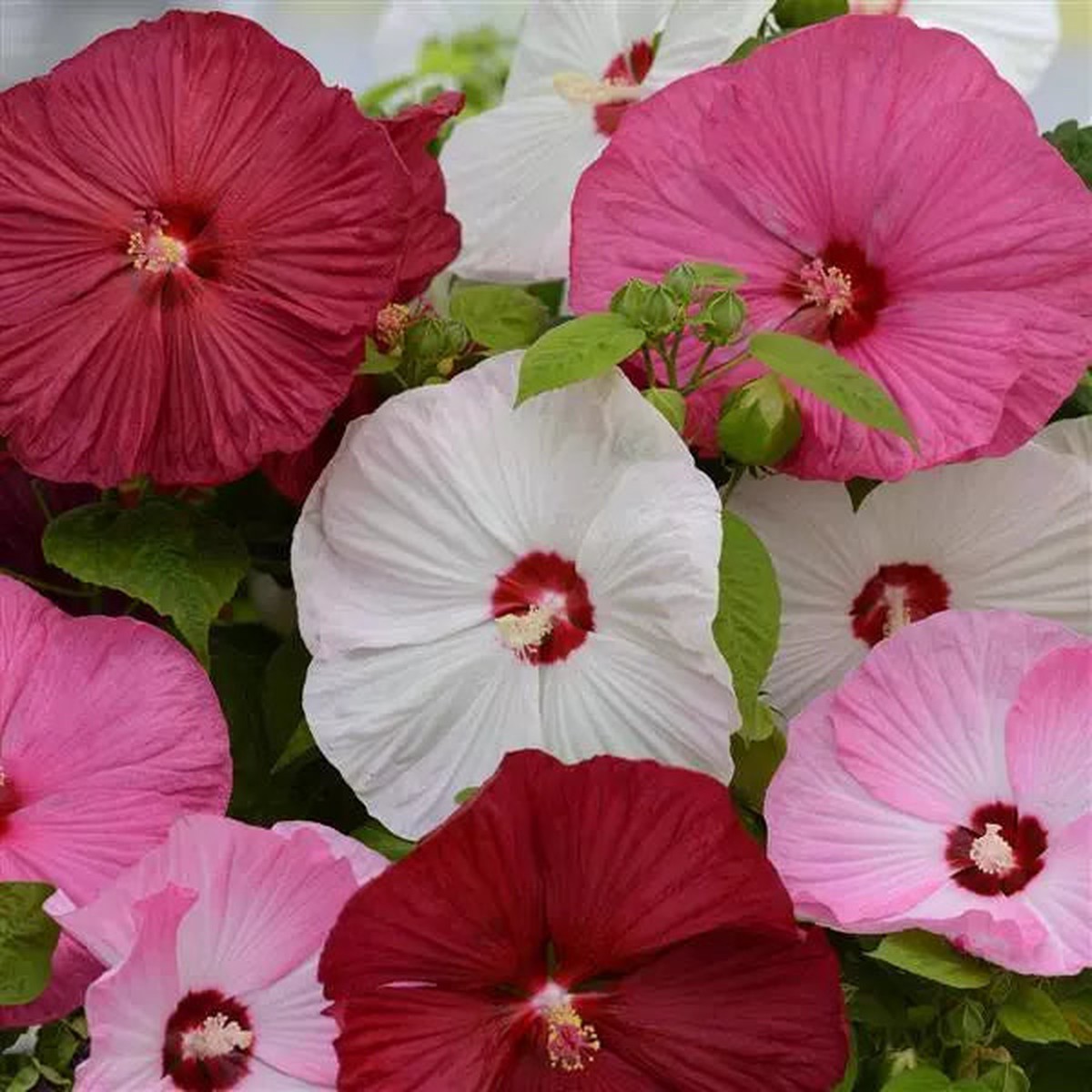 Mixed Luna Hibiscus Moscheutos Flower Seeds for Planting - Hardy Swamp Rose Mallow for Garden & Wetlands, Easy to Grow Perennial